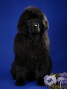 Превью фото № 241275