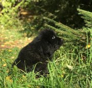 Превью фото № 241295