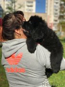 Превью фото № 241296