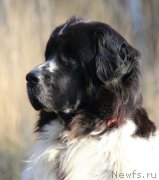 Превью фото № 241302