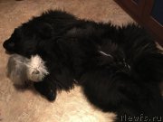 Превью фото № 241307