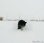 Превью фото № 241324