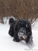 Превью фото № 241362