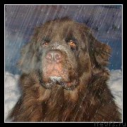 Превью фото № 241363