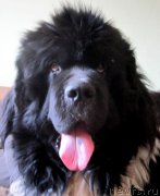 Превью фото № 241425