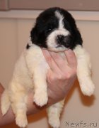 Превью фото № 241432