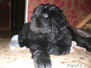 Превью фото № 241439