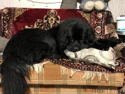 Превью фото № 241457