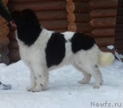 Превью фото № 241489