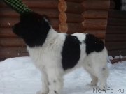 Превью фото № 241492