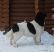 Превью фото № 241493