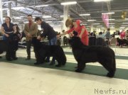 Превью фото № 241495