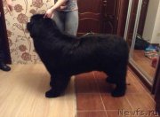 Превью фото № 241496