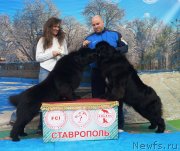 Превью фото № 241532