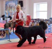 Превью фото № 241556