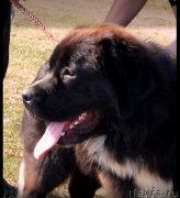 Превью фото № 241568