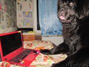 Превью фото № 241599