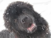 Превью фото № 241605