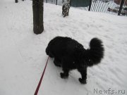 Превью фото № 241611