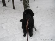 Превью фото № 241613