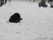 Превью фото № 241614