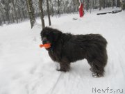 Превью фото № 241617