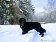 Превью фото № 241629