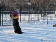 Превью фото № 241643