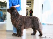 Превью фото № 241671