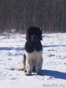 Превью фото № 241689