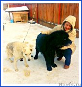 Превью фото № 241719