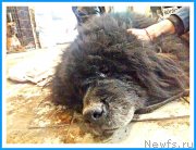 Превью фото № 241723