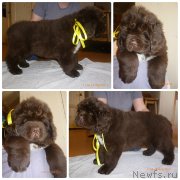 Превью фото № 241738