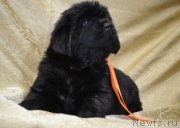 Превью фото № 241759