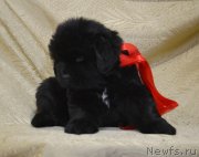 Превью фото № 241760