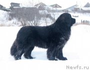 Превью фото № 241770