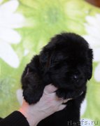 Превью фото № 241789