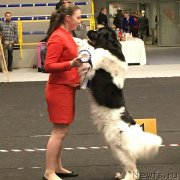 Превью фото № 241795