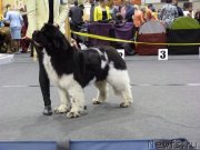 Превью фото № 241797