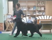 Превью фото № 241823