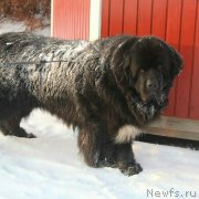 Превью фото № 241828