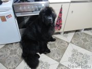 Превью фото № 241855