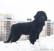 Превью фото № 241895