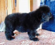 Превью фото № 241898