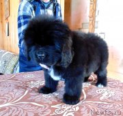 Превью фото № 241903