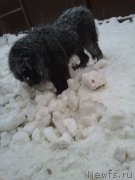 Превью фото № 241914