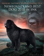 Превью фото № 241926