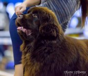 Превью фото № 241931