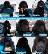 Превью фото № 241997