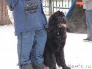 Превью фото № 242009